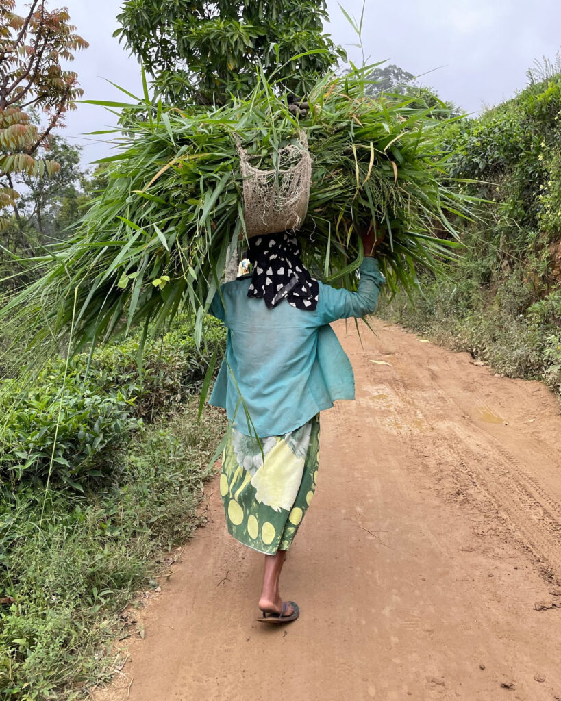 A woman carrying a bundle of cut grass along a red earth village lane
