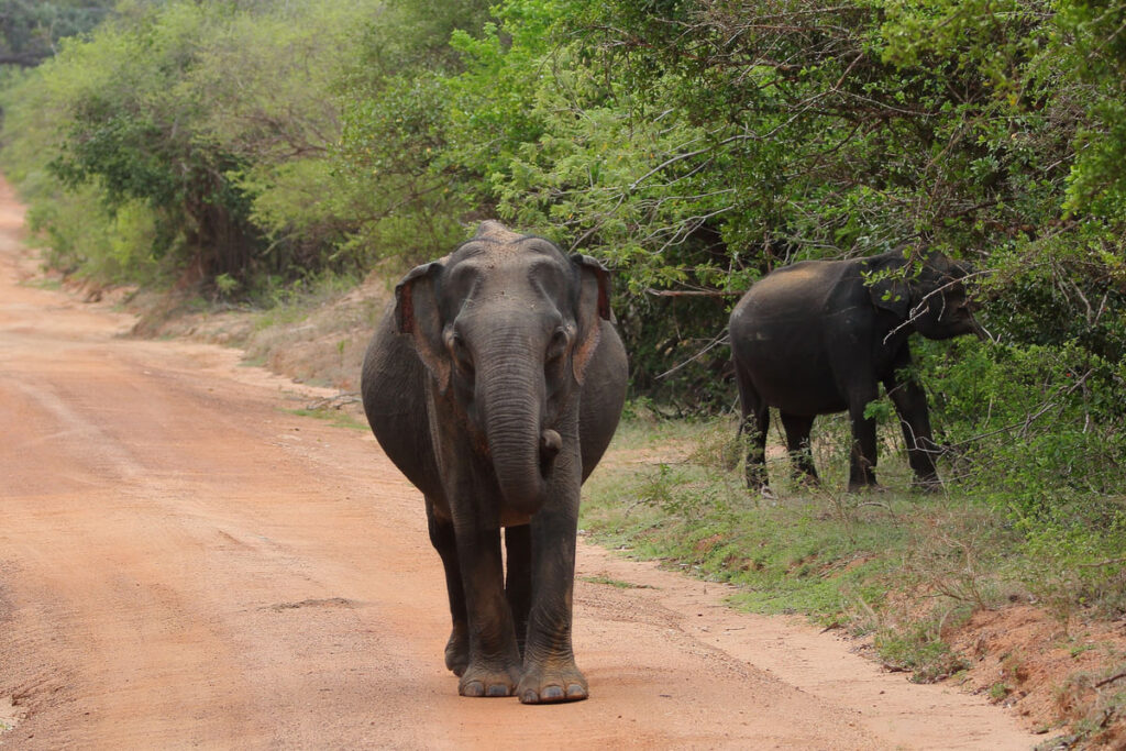 Wild elephants crossing a track through dry scrub