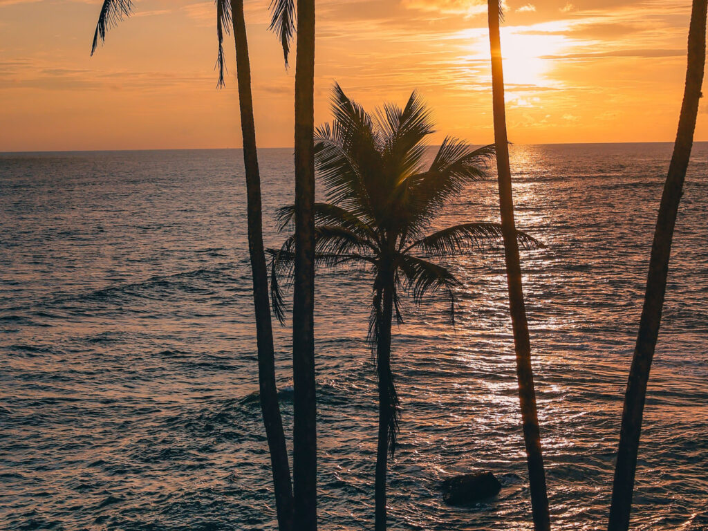 Coconut palms silhouetted against the sea at sunset