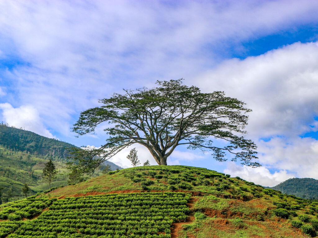 A broad tree standing on a hilltop above terraced tea slopes