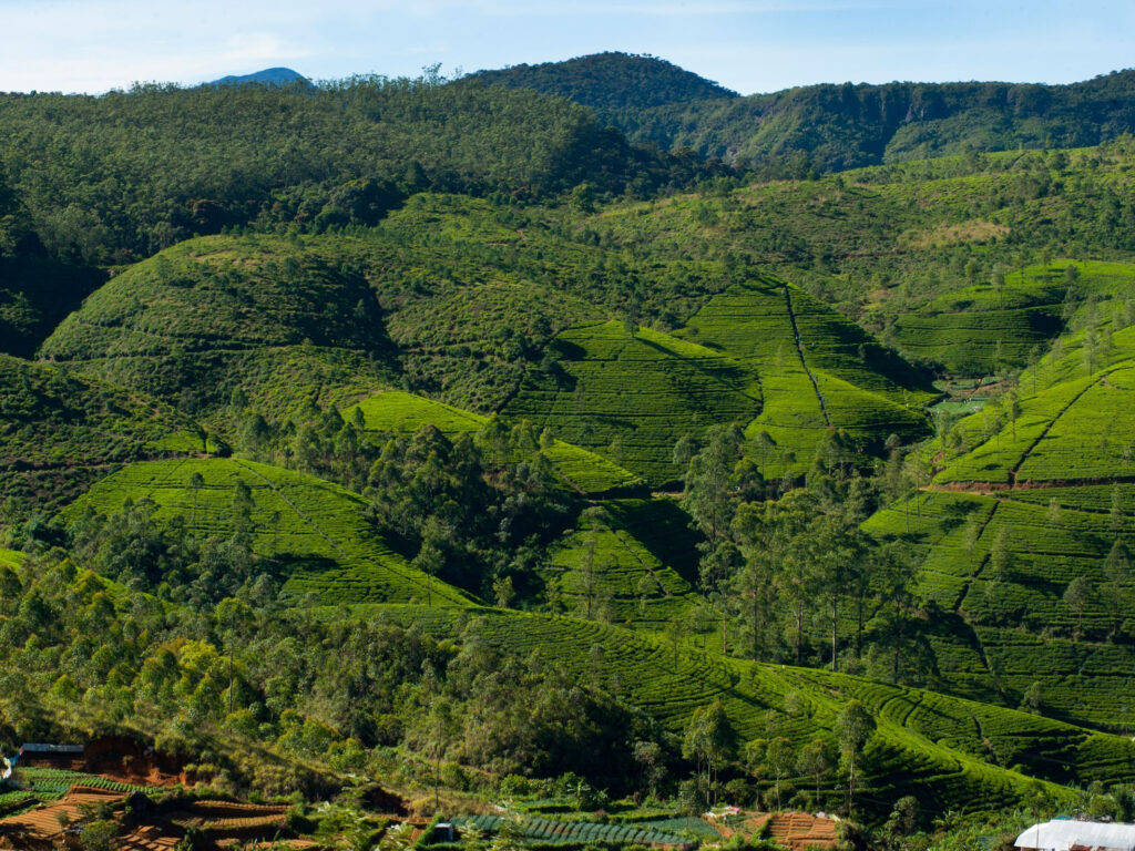 Terraced tea plantations filling a wide hill country valley