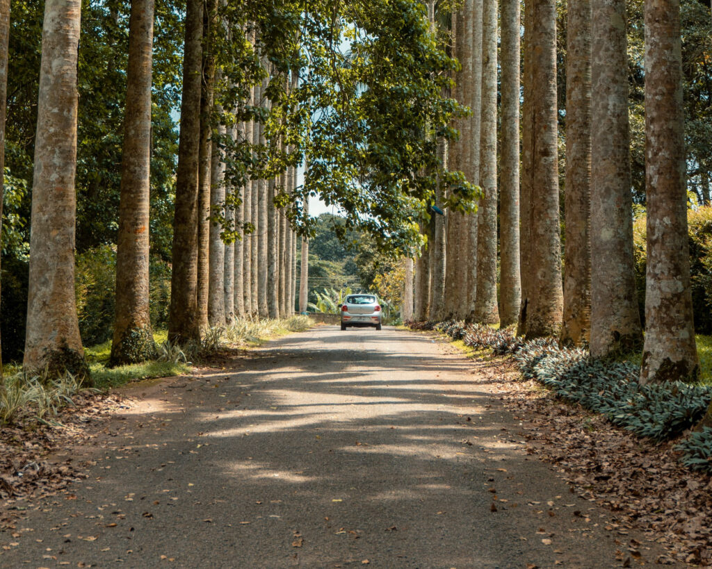 A car on a quiet road running between tall royal palms