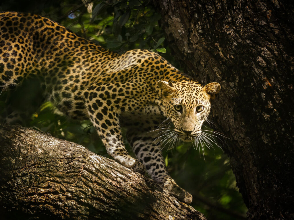 A leopard resting along a low branch in the forest