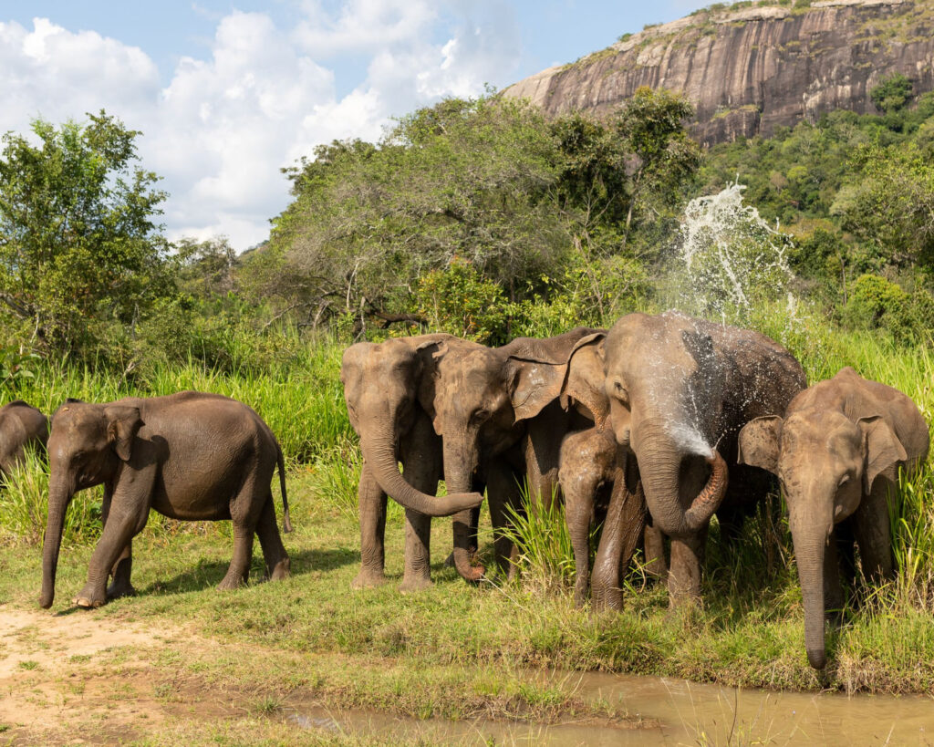 A herd of wild elephants grazing beside water in a Sri Lankan national park
