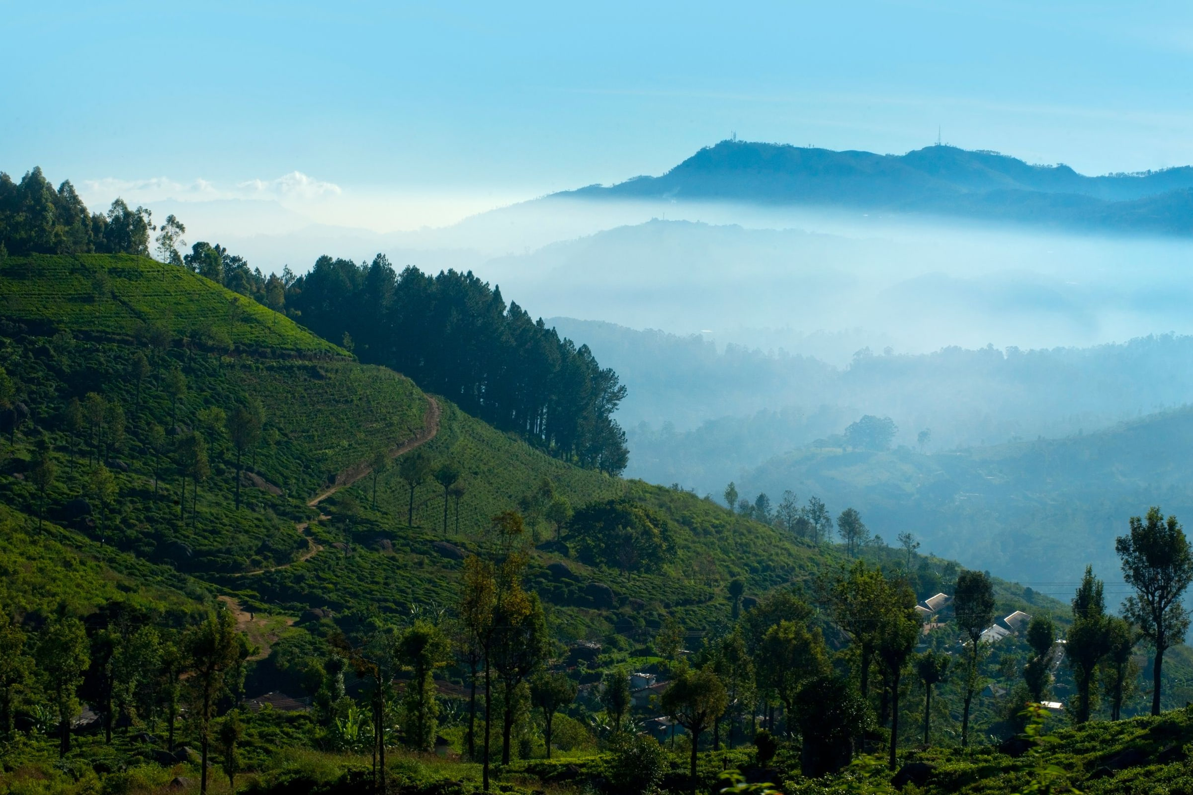 Tea-covered hills in the Sri Lankan highlands under morning cloud
