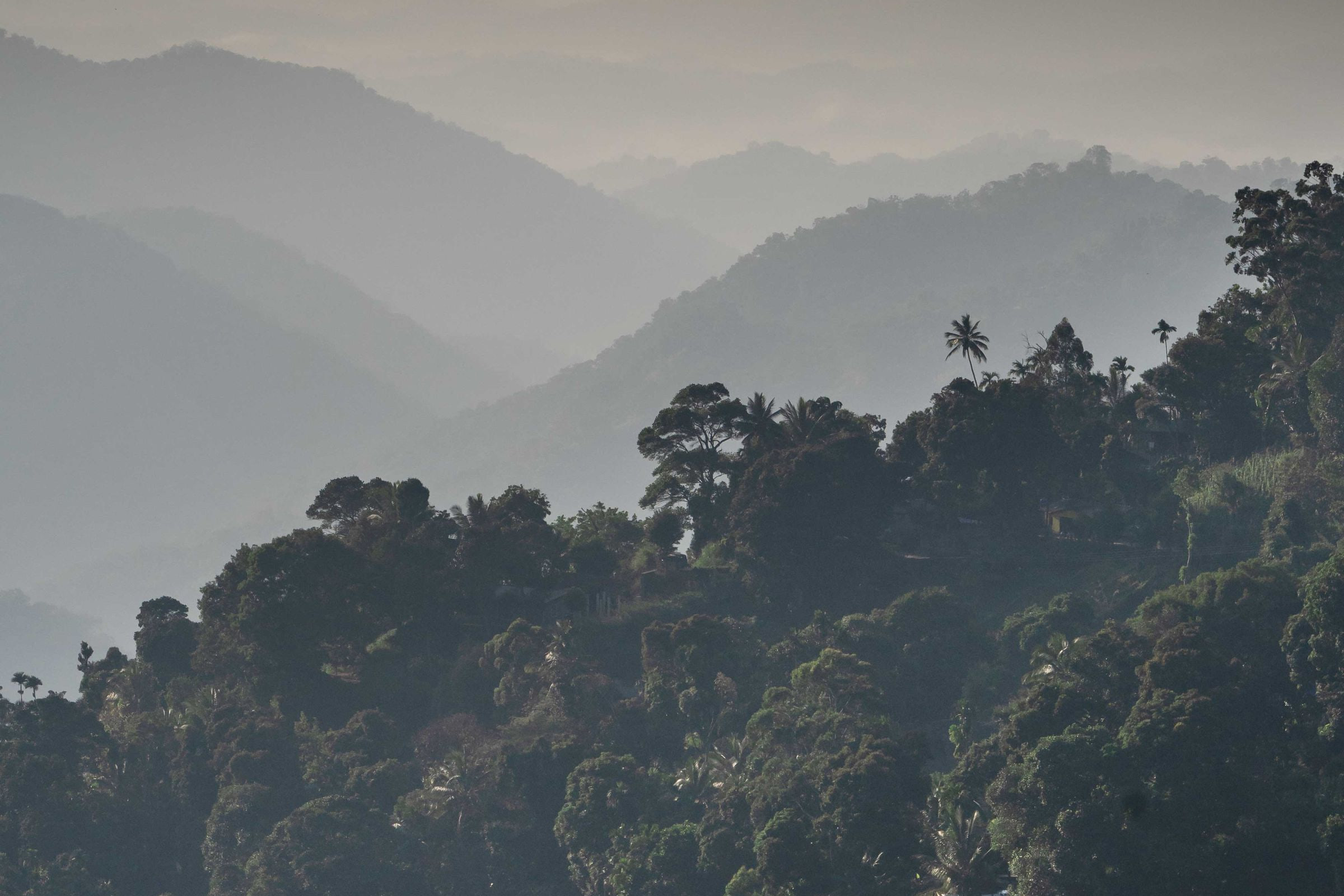Mist drifting through a green valley in Sri Lanka's hill country