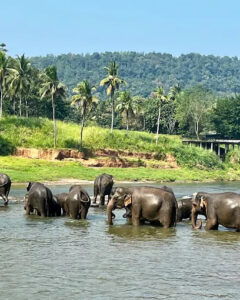 A herd of elephants bathing in a river