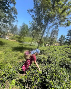 A tea plucker working a row of bushes on a plantation slope