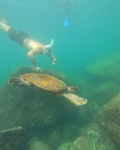A snorkeller swimming above a hawksbill turtle in clear shallow water