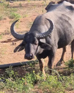 A water buffalo standing in an open field