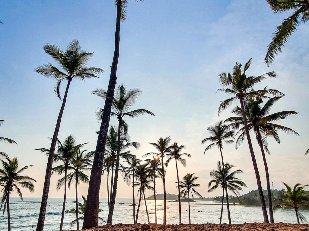 Coconut palms above the bay at Coconut Tree Hill on the south coast at Mirissa